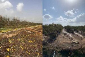 Через стихію У Валенсії фермери втратили понад 70% врожаю хурми