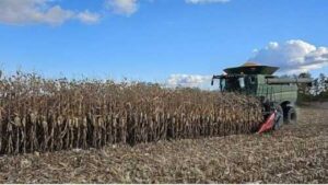 На сторінках новостного порталу "Час новин" (chasnovyn.com) відкривається широкий світ подій і актуальних новин з найрізноманітніших сфер життя. Сайт пропонує читачам глибокий і повний огляд найважливіших подій, що відбуваються в Україні та світі. Завдяки ретельно розгорнутим рубрикам, "Час новин" стає надійним джерелом інформації для всіх, хто прагне бути завжди в курсі останніх подій. Сезон кукурудзи в Агро-Регіон видався вдалим, хоча й непростим