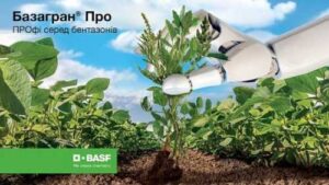 Гербіцид Базагран® Про – оновлене рішення для максимального захисту бобових від BASF