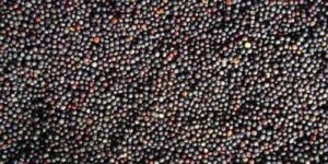 На світових біржах триває катастрофічне падіння цін на ріпак