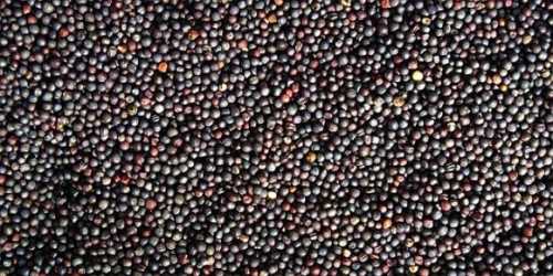 На світових біржах триває катастрофічне падіння цін на ріпак - INFBusiness