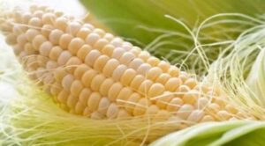 Українську кукурудзу готують до космічних місій NASA та SpaceX