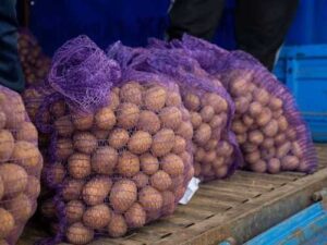 ФАО оголосила тендери для закупівлі насіннєвої картоплі та насіння овочів