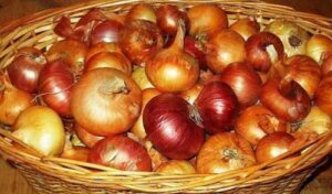 Якість цибулі у сховищах стрімко погіршується, що викликало зниження цін