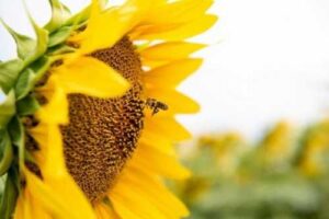 Плануємо сівозміну: після яких культур краще сіяти соняшник та кукурудзу