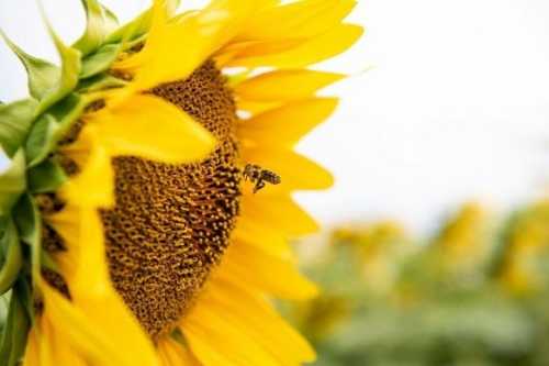 Плануємо сівозміну: після яких культур краще сіяти соняшник та кукурудзу - INFBusiness