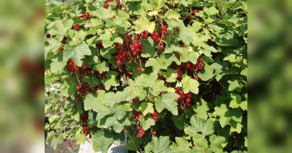 Суперпідживлення для смородини: вносите раз на рік — і збирайте урожай відрами - INFBusiness