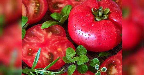 «Для закваски помідорів використовую чорнобривці, які мають дивовижну властивість», — кулінарка Оксана Вознюк - INFBusiness