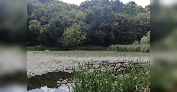 Ракам варто зосередитись на практичних питаннях, а Дівам позбутися зайвого: гороскоп на понеділок, 21 липня - INFBusiness