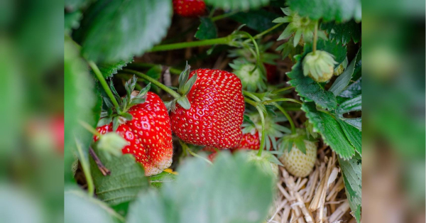 Вигідне сусідство: чому досвідчені городники висаджують поруч полуницю та часник - INFBusiness