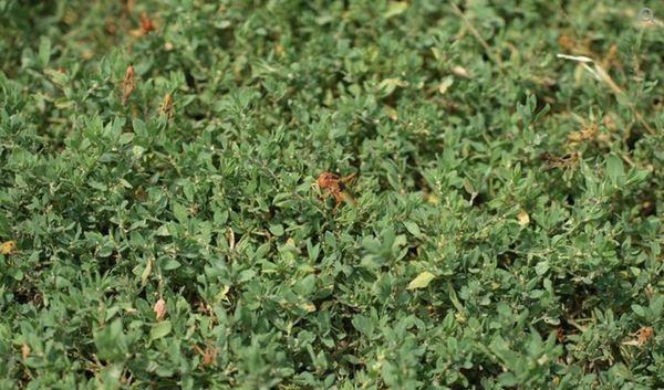 У першій за 30 років навали сарани в Україну винні росіяни: біолог назвав причину (фото, відео) - INFBusiness