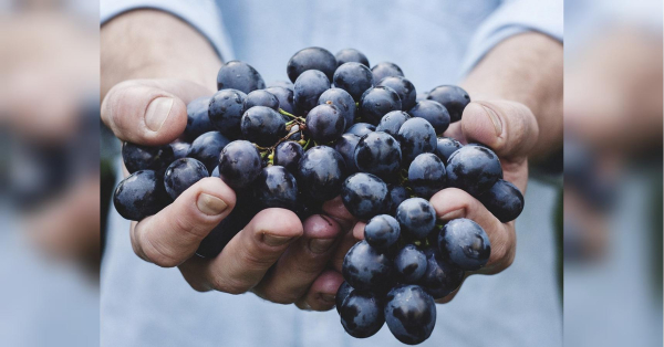 Ці ягоди підходять не всім: кому шкідливо їсти виноград - INFBusiness