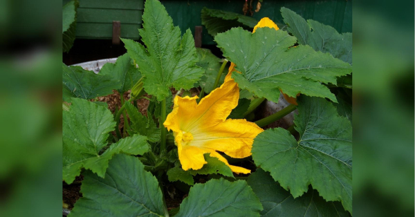 Мильний розчин, рослини-компаньйони та феромонні пастки: захищаємо кабачки від шкідників - INFBusiness