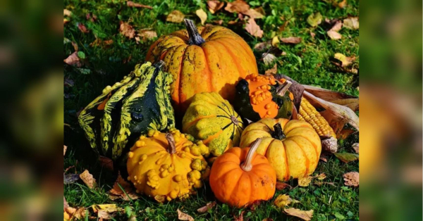 Чотири секрети, як виростити гарбуз великий і соковитий - INFBusiness