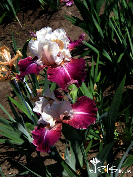 Про «карликів», ріжки з «космосу» і не тільки: найвідоміша селекціонерка ірисів Алла Черногуз про те, як створює нові сорти півників - INFBusiness