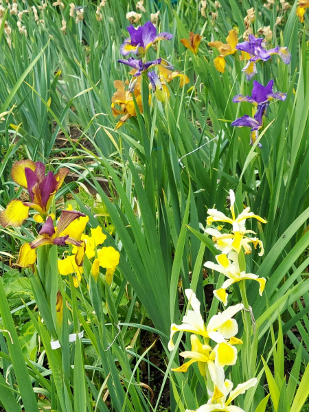 Про «карликів», ріжки з «космосу» і не тільки: найвідоміша селекціонерка ірисів Алла Черногуз про те, як створює нові сорти півників - INFBusiness