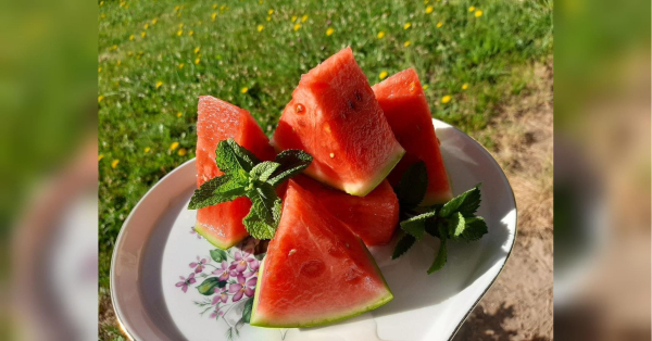 Фантастично смачний малосольний кавун: готується дуже просто - INFBusiness