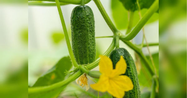 Рятуємо огірки від спеки: поради досвідчених городників - INFBusiness