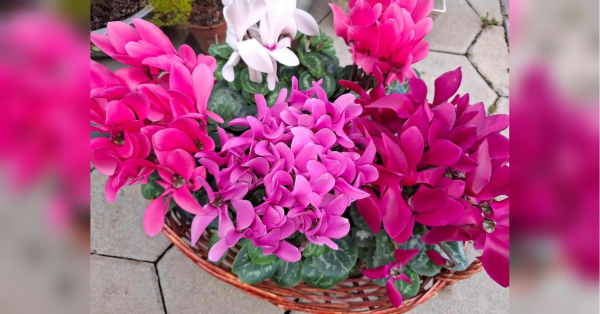 Зцілювальний сад: ці рослини обов'язково потрібно посадити поруч із будинком - INFBusiness