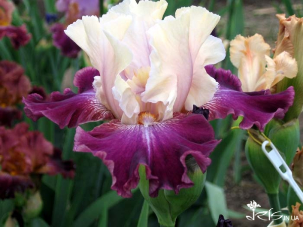 Про «карликів», ріжки з «космосу» і не тільки: найвідоміша селекціонерка ірисів Алла Черногуз про те, як створює нові сорти півників - INFBusiness