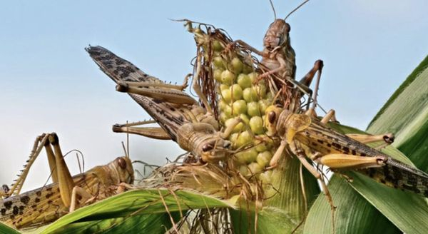 Нашестя сарани на Україну: як врятувати майбутній урожай - INFBusiness