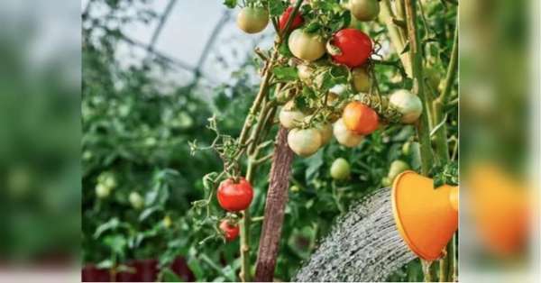 Фітофтороз атакує: як врятувати томати в липні від грибкової загрози - INFBusiness