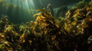 Морські водорості можуть замінити добрива