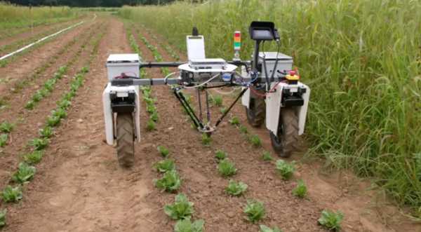 Фенікс Бот: представлено інноваційного робота для прополювання посівів - INFBusiness