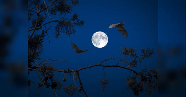 Тільцям важливо стримати емоції, а Скорпіонам треба бути скромнішими: гороскоп на 10 липня - INFBusiness