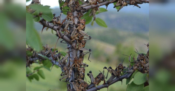 Нашестя сарани на Україну: як врятувати майбутній урожай - INFBusiness