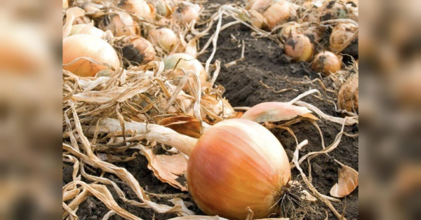 На дати не дивіться: коли та як правильно збирати врожай цибулі на городі - INFBusiness