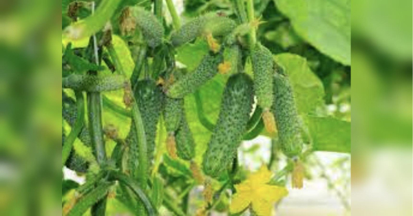 Розчиніть молоко у відрі води й додайте йод: рецепт «секретного» підживлення для огірків - INFBusiness