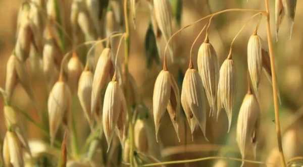 У Канаді створили перші генетично редаговані сорти вівса - INFBusiness