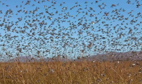 Чи така страшна сарана та з чим її їдять: що треба знати про шкідників, які насуваються на Україну - INFBusiness