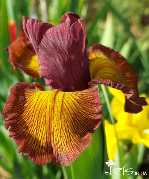 Про «карликів», ріжки з «космосу» і не тільки: найвідоміша селекціонерка ірисів Алла Черногуз про те, як створює нові сорти півників - INFBusiness