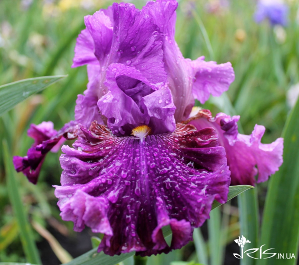 Про «карликів», ріжки з «космосу» і не тільки: найвідоміша селекціонерка ірисів Алла Черногуз про те, як створює нові сорти півників - INFBusiness