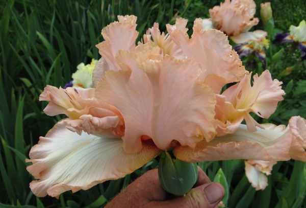 Про «карликів», ріжки з «космосу» і не тільки: найвідоміша селекціонерка ірисів Алла Черногуз про те, як створює нові сорти півників - INFBusiness