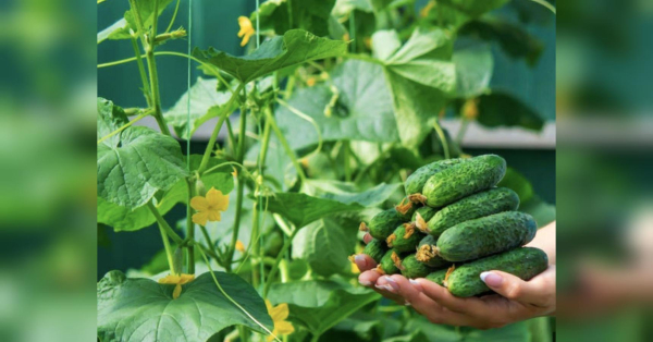 Дайте огіркам ці таблетки — і збирайте врожай до осені - INFBusiness