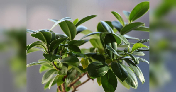 Можна втратити: чому не варто обприскувати фікуси водою - INFBusiness