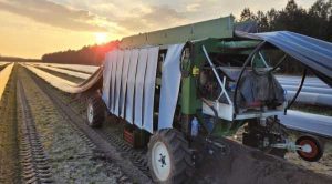 Через нестачу сезонних працівників у Франції спаржу збиратиме роботизована машина