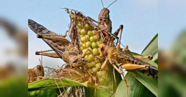 Чи така страшна сарана та з чим її їдять: що треба знати про шкідників, які насуваються на Україну - INFBusiness