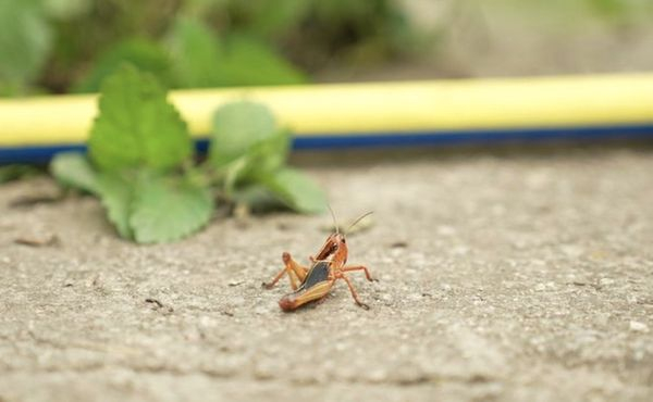 У першій за 30 років навали сарани в Україну винні росіяни: біолог назвав причину (фото, відео) - INFBusiness