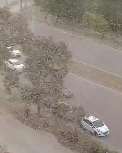 Хмари сарани атакують Південь України: під загрозою врожай, екосистема і безпека мешканців - INFBusiness