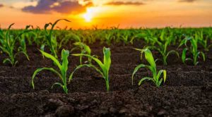 ШІ та генетика допомагають зменшити потребу в добривах для кукурудзи