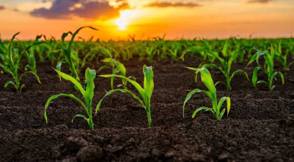 ШІ та генетика допомагають зменшити потребу в добривах для кукурудзи - INFBusiness