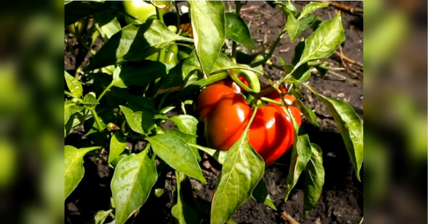 Не перетворюйте рослини на «ледачих ненажер»: городниця розповіла, як краще доглядати за перцями у другій половині липня - INFBusiness