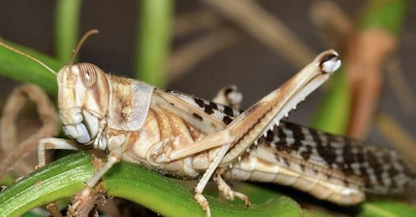 Нашестя сарани на Україну: як врятувати майбутній урожай - INFBusiness