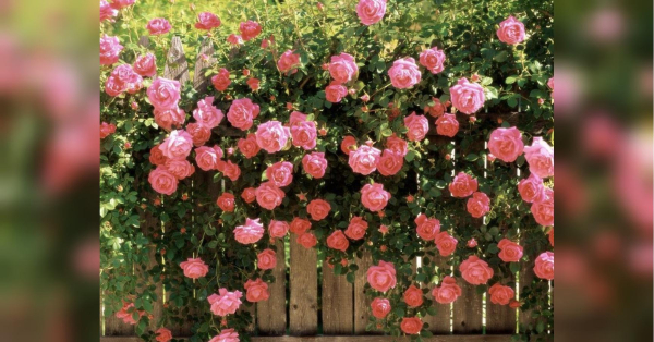 Дачнику на замітку: не думайте садити троянди поблизу цього дерева — вони швидко зачахнуть - INFBusiness