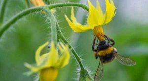 У Великій Британії стартувало дослідження, яке змінить принципи вирощування фруктів