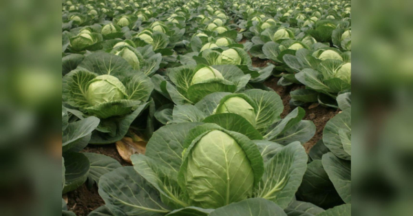 Не переборщити з добривами: чому важливо вчасно припинити підживлення капусти і коли це потрібно зробити - INFBusiness